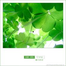 吃瓜四叶草娱乐